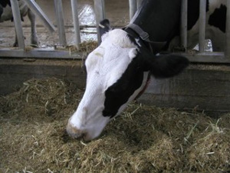 Cattle Infectious Disease Control Program Approved! | गुरांमधील संसर्गजन्य आजार नियंत्रण कार्यक्रमास मंजूरी!