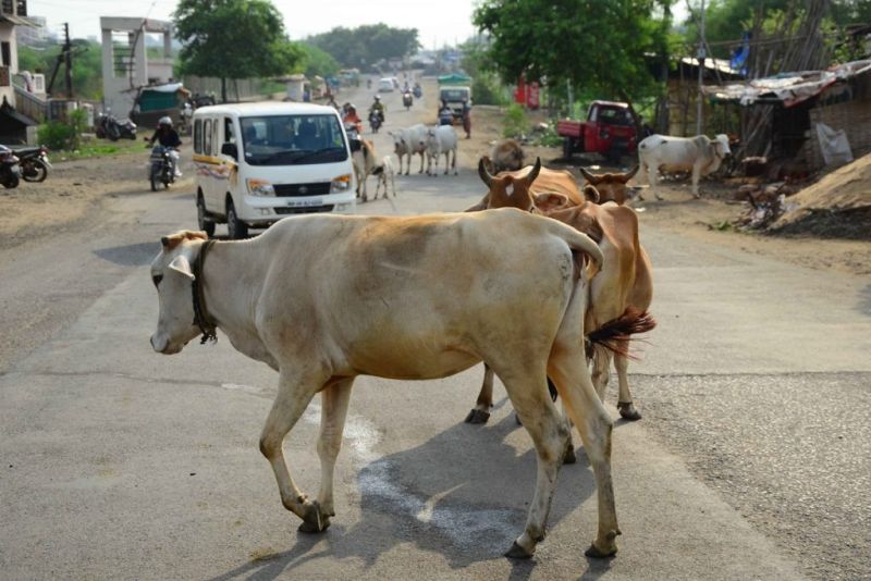 Stray cattle owners punished in Nagpur | नागपुरात  मोकाट जनावरांच्या मालकांना चाप  :  १० मालकांविरुद्ध गुन्हे दाखल