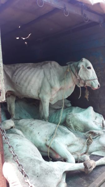 The slaughtered animals are saved | कत्तलखान्याच्या मार्गावर असलेली गुरे वाचविली