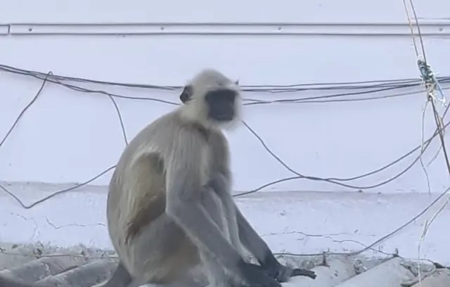 The electric shock shocked the monkey, who was rushed to hospital for treatment | विजेच्या धक्क्याने वानराला शॉक, उपचारासाठी रुग्णालयात हलवले