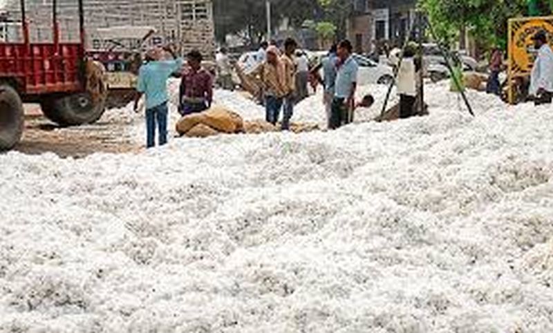 CCI cotton purchase till September! | सीसीआयची कापूस खरेदी सप्टेंबरपर्यंत!