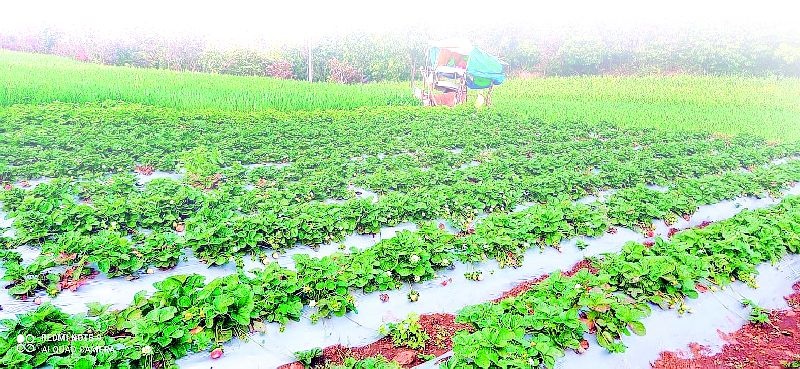 chikhaldara strawberry farming giving hope and earnings to farmers | विदर्भाच्या नंदनवनातील स्ट्रॉबेरीची चवच न्यारी, देशभरातील पर्यटक घेतात आस्वाद
