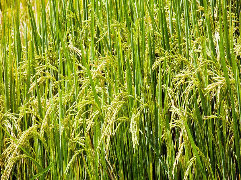 Colum Rice will not in future? | गावठी कोलम तांदूळ नामशेष होणार?