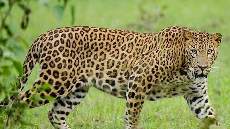 Leopard finally rescued after six hours of tremors vardha | अखेर सहा तासाच्या थरारानंतर 'त्या' बिबट्याचं सुरक्षित ‘रेस्क्यू’
