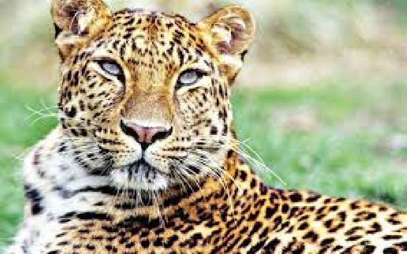 Leopard found in the meghe sawangi hospital premises vardha | बिबट्याची रुग्णालय परिसरात 'एन्ट्री' अन् सगळ्यांचीच दाणादाण