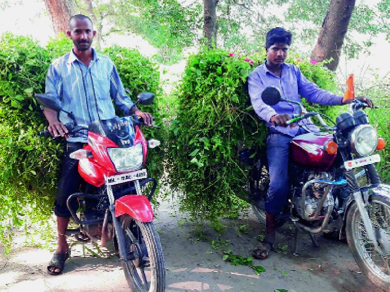 A new 'BJP grass' unfolding in villages, new recognition for 'Chibuk Katya' | गावांमध्ये फोफावतेय नवे ‘भाजपा गवत’!, ‘चिबुक काट्या’ला नवी ओळख