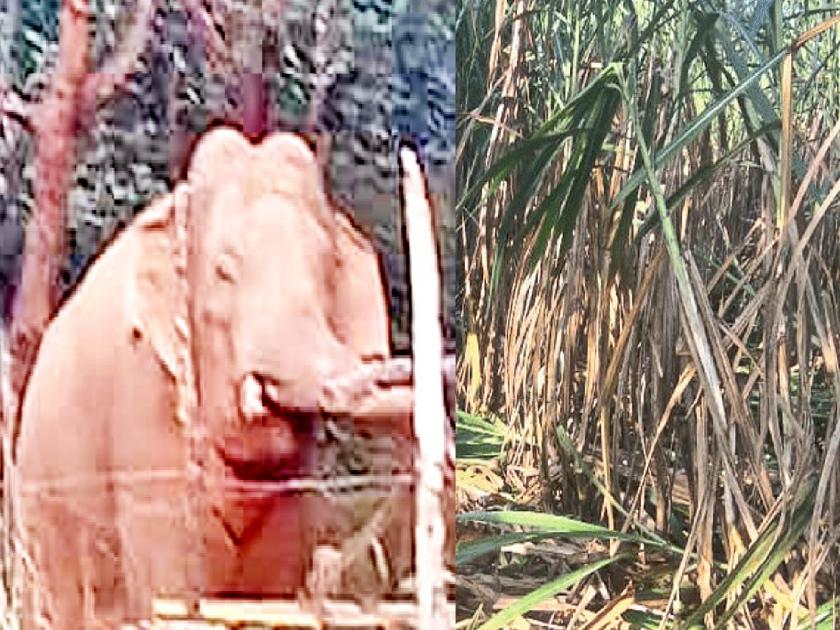 Damage to sugarcane crop by elephant in Hajgoli area of ​​Chandgad taluka kolhapur | Kolhapur: हाजगोळी परिसरात हत्तीचा धुमाकूळ सुरूच, ऊस लवकर उचल करण्याची मागणी