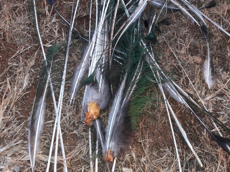 Peacock hunt at Kadachiwadi | कडाचीवाडी येथे मोर व लांडोराची शिकार