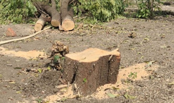 The police did not reach the spot despite lodging a complaint against the theft of sandalwood trees | जतजवळ चंदनाच्या झाडांची चोरी, तक्रार देवूनही पोलीस घटनास्थळी दाखल नाहीत