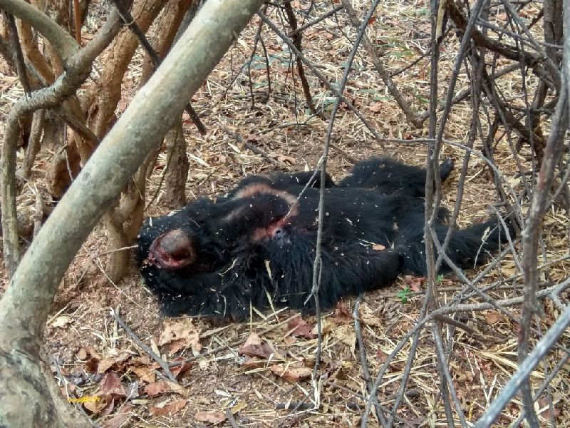 The death of ashwala along with the Junkyard forest labor, Tharar in the Thanwana forest of Bhadhavati | झुंजीत वन मजुरासह अस्वलाचाही मृत्यू, भद्रावतीच्या तिरवंजा वनातील थरार 