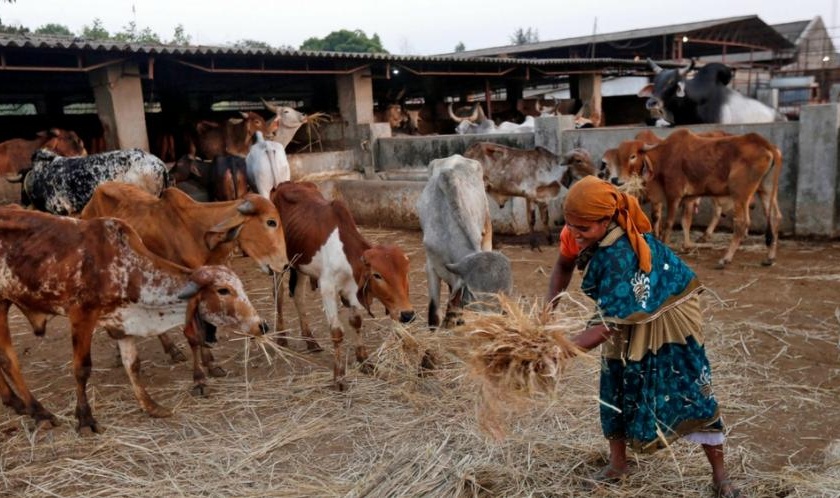 Over one crore animals disrupted due to drought in the state | राज्यात एक कोटीहून अधिक पशुधन दुष्काळाने बाधित