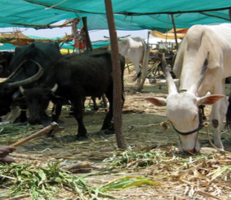 Two fodder camps are started in Atpadi taluka, 646 cattle reared | आटपाडी तालुक्यात दोन चारा छावण्या सुरू, 646 जनावरे दाखल