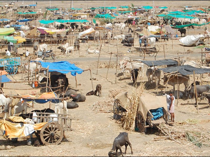 In Osmanabad, 46 thousand animals are lives in 70 shelter | उस्मानाबादेत ७० छावण्यांमध्ये ४६ हजारावर पशुधन दाखल !