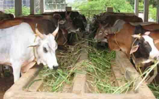 Demand for fodder depot in the Naigaon valley | नायगाव खोऱ्यात चारा डेपो सुरू करण्याची मागणी