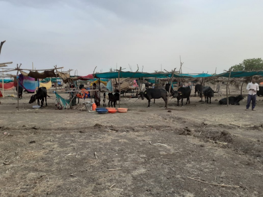 Chhatakhindi fodder camp is set for Savior for livestock! | चुडेखिंडीतील चारा छावणी ठरतेय पशुधनासाठी तारणहार!