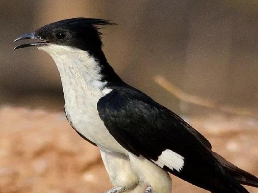 African chatak birds have arrived on Krishnakatha, a sign of late arrival of rains | Sangli: आफ्रिकन चातक पक्षी कृष्णाकाठावर दाखल, पाऊस उशिरा दाखल होण्याचे संकेत