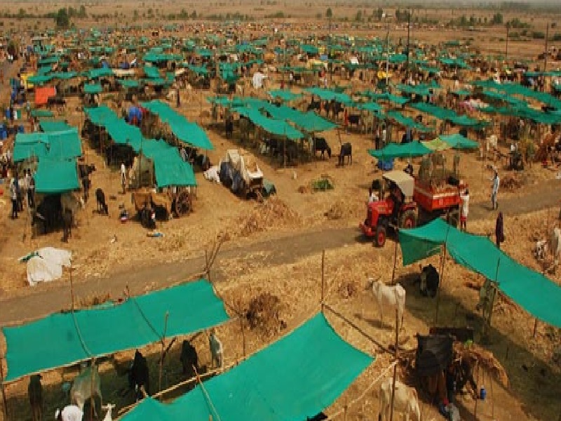  The rush of animals due to the absence of camps | छावण्यांअभावी जनावरांची ससेहोलपट