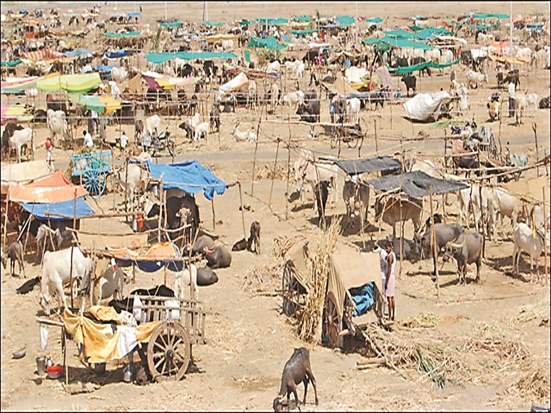 2 crores spent on fodder camps | नगर जिल्ह्यात चारा छावण्यांवर ३१७ कोटींचा खर्च