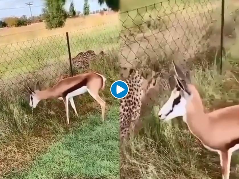 cheetah trying to hunt deer but fails because of the fence video goes viral on internet | Viral Video: चित्त्याने हरणाची शिकार करण्याचा केला प्रयत्न पण डाव त्याच्यावरच उलटला, कसा? पाहा व्हिडिओ