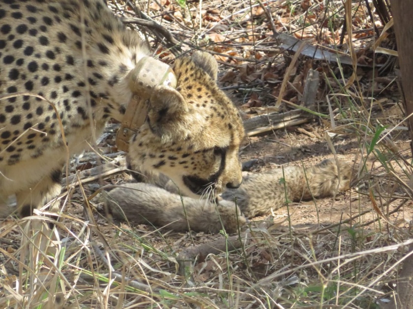 Kuno National Park: Good news from Kuno; A female Cheetah Gamini gave birth to five cubs | VIDEO: कुनोतून आली गोड बातमी; मादी चित्ता गामिनीने दिला पाच पिलांना जन्म