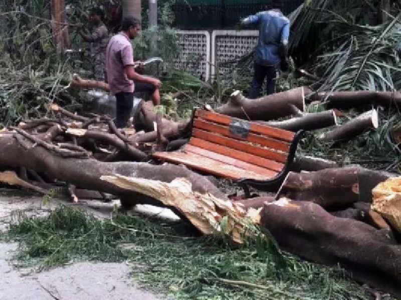 Women killed in Chembur, trees collapse | चेंबूर येथे अंगावर झाड कोसळून महिला ठार, पालिकेची ‘ढकलेगिरी’