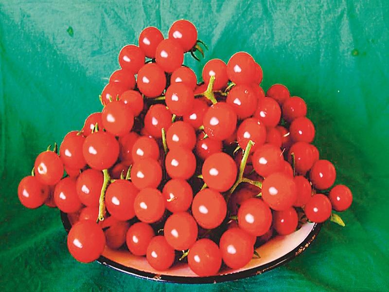 Mahatma Phule Agricultural University has developed seed of healthy cherry tomatoes | महात्मा फुले कृषी विद्यापीठात आरोग्यवर्धक चेरी टोमॅटोचे वाण विकसित