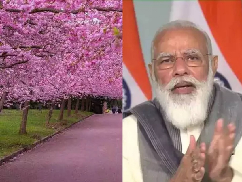 Pm Modi Told Truth Of Viral Cherry Blossoms Pictures On Internet In His Mann Ki Baat | मोदींनी सांगितलं इंटरनेटवर व्हायरल झालेल्या 'त्या' फोटोंमागचं सत्य 