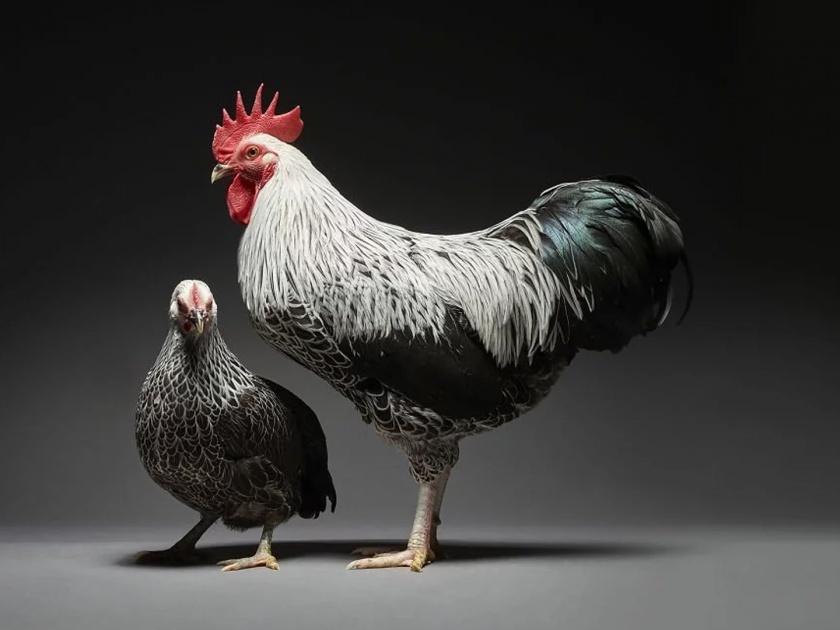 Poultry businesses in trouble due to Corona rumors; Complaint to Cyber Cell | कोरोनाच्या अफवेमुळे  कुक्कटपालन व्यवसाय अडचणीत ; सायबर सेलकडे तक्रार 