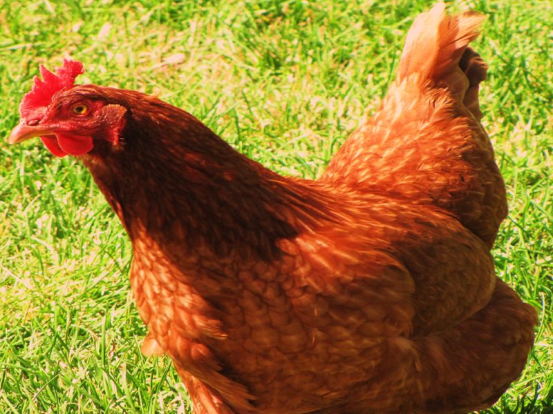 Sale of dead chickens in Sivadhi, arrested accused | मृत कोंबड्यांच्या मांसाची शिवडीत विक्री, आरोपीला अटक
