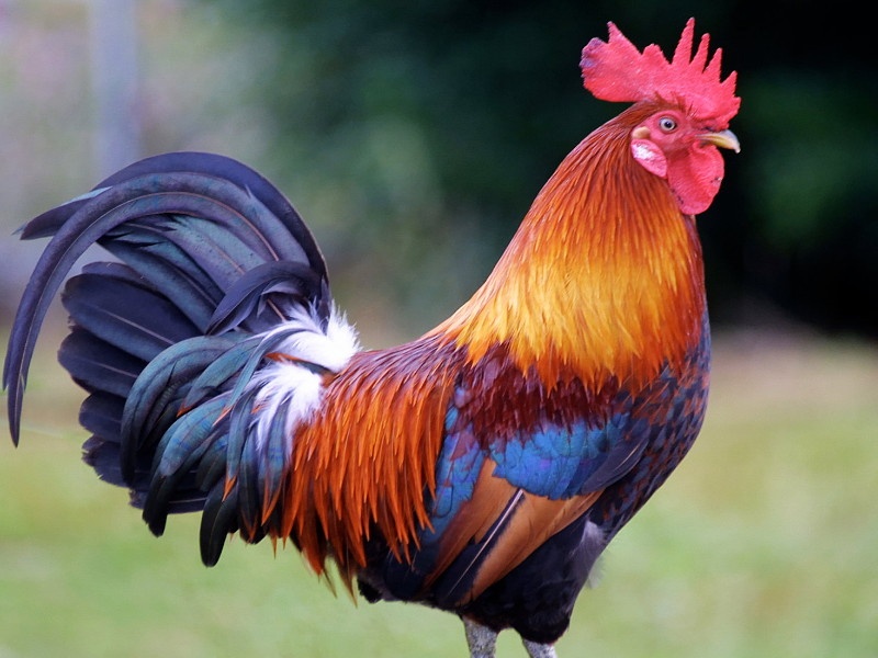 Complaint against Cock for his sound in the morning | पहाटे आरवतो म्हणून कोंबड्याच्या विरोधात पोलिसात तक्रार !