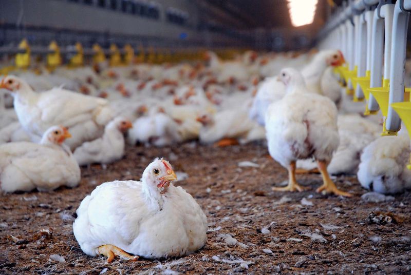 31000 chickens killed in Shahapur Vasai Virar due to bird flu more will kill in 10 kms radius | बर्ड फ्लूमुळे शहापूर, वसई-विरारमध्ये मारल्या ३१ हजार कोंबड्या