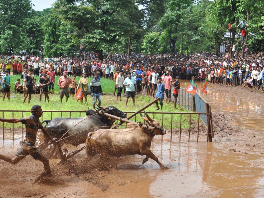 For the first time in the city of Patgaon, the thrill of the clutches, and the uprooted bullocks, chaukhur | पाटगाव नगरीत प्रथमच रंगला चिखलणीचा थरार, नांगरासह उधळली बैलजोडी चौखूर