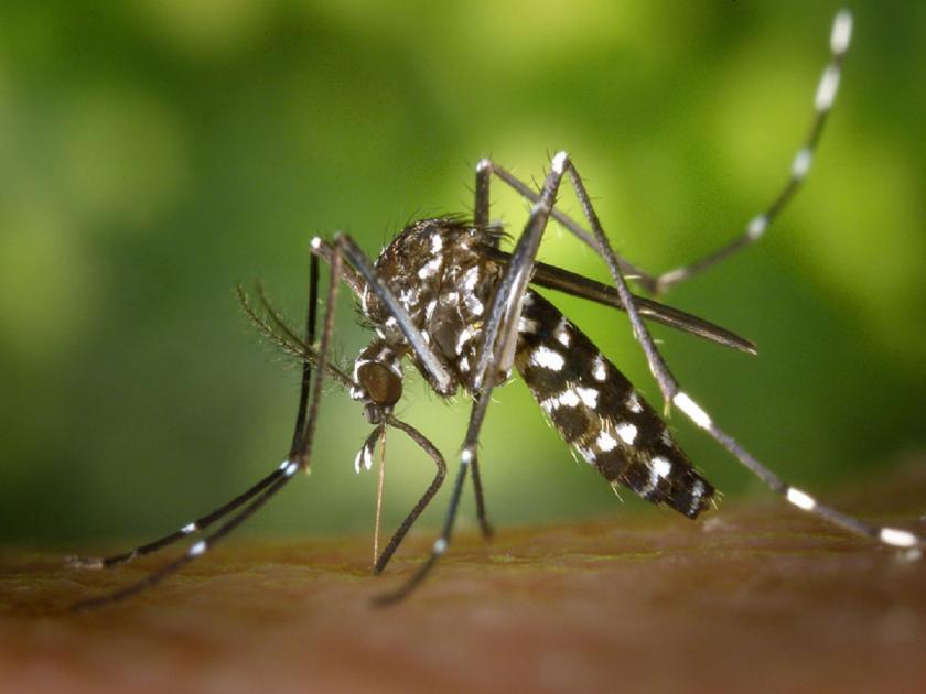 Be careful! In Corona, Omicron also a patient of Chikungunya increases in Aurangabad | सावधान ! कोरोना, ओमायक्राॅनसोबत चिकुनगुनियाचेही रुग्ण