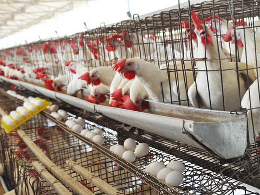 egg and chicken wholesale price mandi falldown | ...म्हणून देशात अंडी अन् चिकनचे दर घसरले, किमतीत 30 टक्क्यांची कपात
