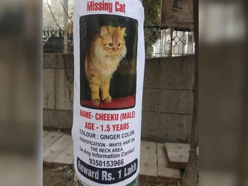 Noida man giving reward of one lakh rupees for finding pet cat poster goes viral on social media  | 'चीकू' लापता है; सोशल मीडियावर पेट लव्हर व्यक्तीच्या पोस्टरने वेधलं नेटकऱ्यांच लक्ष