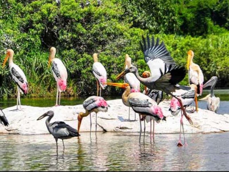 Chilka lake bird sanctuary in Odisha | स्थलांतरित पक्षांना बघण्यासाठी बेस्ट डेस्टिनेशन चिल्का सरोवर!