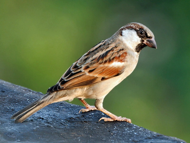 World Sparrow Day: searching of food, water and home by sparrow bird ! | जागतिक चिमणी दिन :  चिमणी अन्न-पाणी, आसऱ्याच्या शोधात!