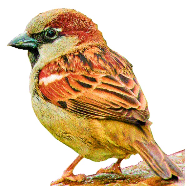 One acre reserve for sparrows, initiative for protection of birds | चिमण्यांसाठी एक एकर ज्वारी राखीव, पक्ष्यांच्या रक्षणासाठी पुढाकार