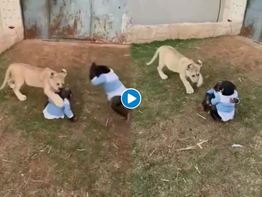 lion cub and chimpanzee baby funny video goes viral on internet | सिंहाच्या पिल्लानं चिंपाझींच्या पिल्लांची अशी घेतली शाळा, एकदा हा मजेशीर व्हिडिओ पाहाच...