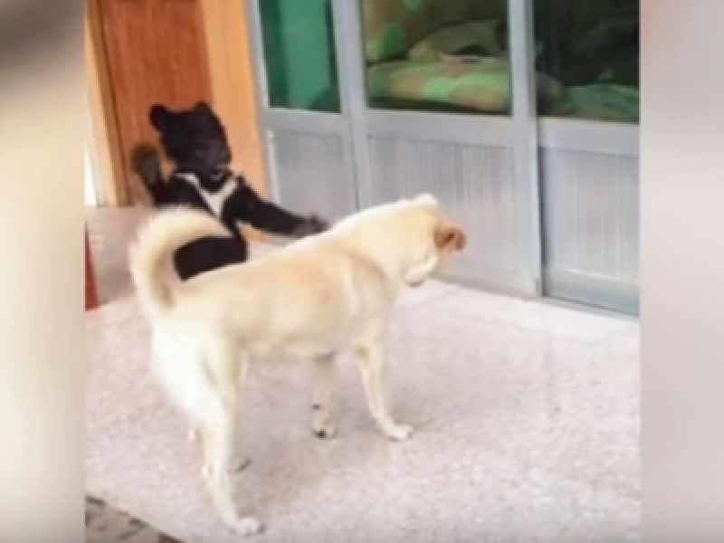 He was surprised to be a dog and he got a bear! | ऐकावे ते नवलच... कुत्रा म्हणून सांभाळलं अन् ते अस्वल निघालं!