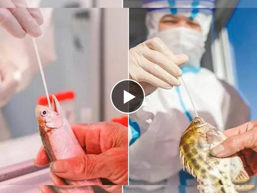 Video : coronavirus cases rise in China : local authorities in China's Xiamen region have started RT-PCR testing not only the citizens but also its live seafood, such as fish and crabs | चिनी सैरभैर! कोरोना पुन्हा वाढताच माणसांसह मासे व खेकड्यांची करतायेत RT-PCR चाचणी, Video