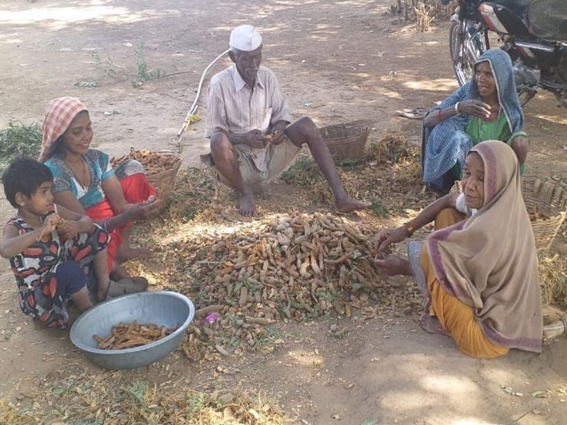  Many people get jobs in Satpura due to the sugarcane harvest | चिंचेच्या हंगामामुळे सातपुड्यात मिळतोय अनेकांना रोजगार