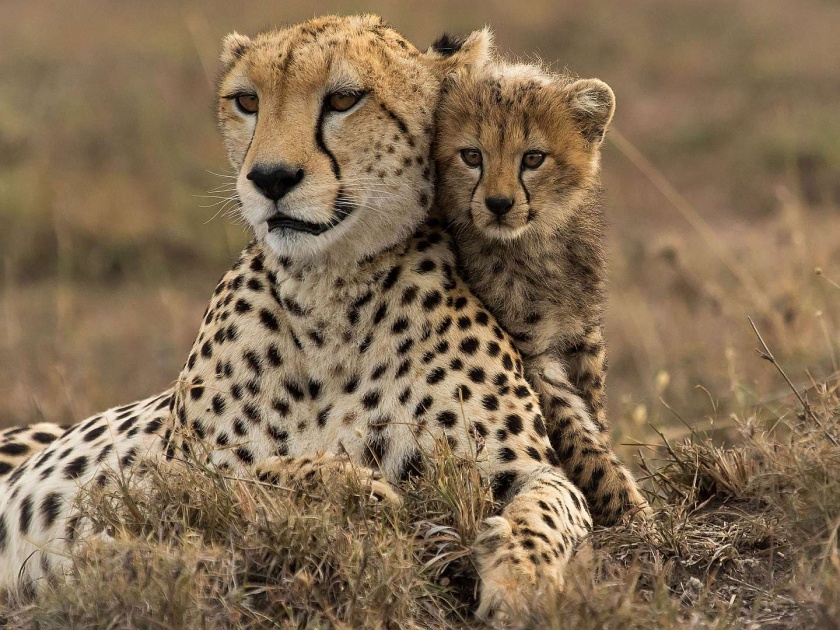 What are the barriers to conservation of cheetah? | चित्त्यांच्या संवर्धनातील अडथळे काय?