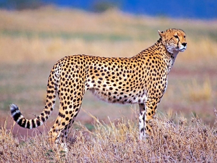 The cheetah is set to return to India after seven decades | तब्बल ७४ वर्षांनंतर 'तो' पुन्हा भारतात परतणार; १९४७ मध्ये झाली होती शेवटची शिकार