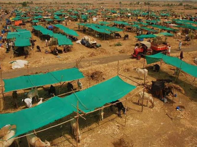  Fodder camps raised from the funds of the Devasthan | देवस्थानच्या निधीतून उभारणार चारा छावण्या, अन्नछत्रही चालवणार