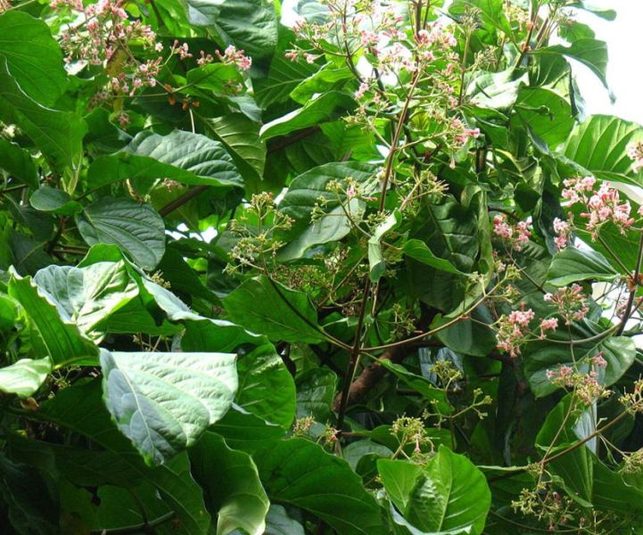 Hydroxychloroquine comes from a Darjeeling plantation of 160 years old | १६० वर्षे जुन्या दार्जिलिंग वृक्षारोपणातून आले हायड्रॉक्सिक्लोरोक्वीन