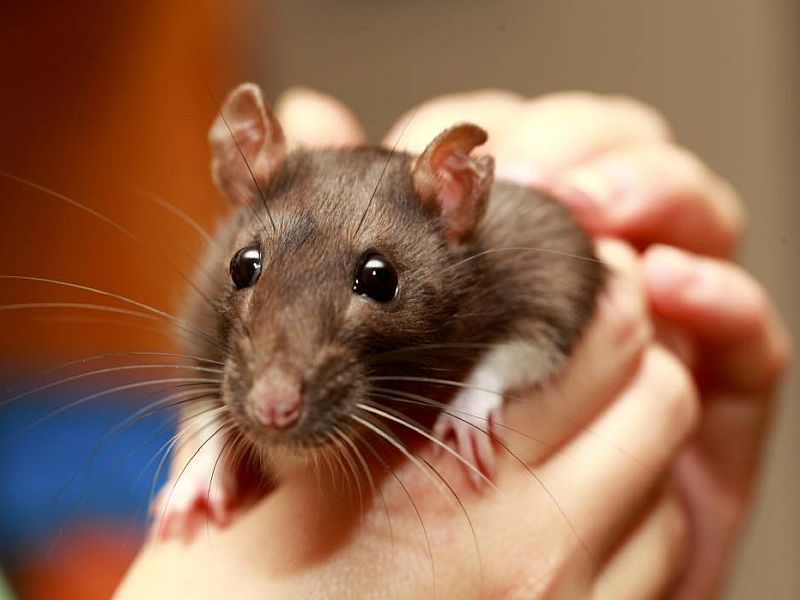 New mars vaccine may be effective on corona virus which success preventing infection on rat sna | Coronavirus : संक्रमण रोखण्यासाठी रामबाण ठरू शकते 'ही' लस, उंदरावरील प्रयोग यशस्वी