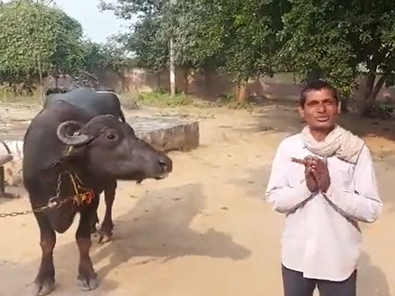 Madhya pradesh farmer approaches police after buffalo refuses to be milked | VIDEO: 'साहेब, म्हैस दूध देत नाही, मदत करा...!' म्हशीला घेऊन शेतकरी पोहोचला पोलीस ठाण्यात