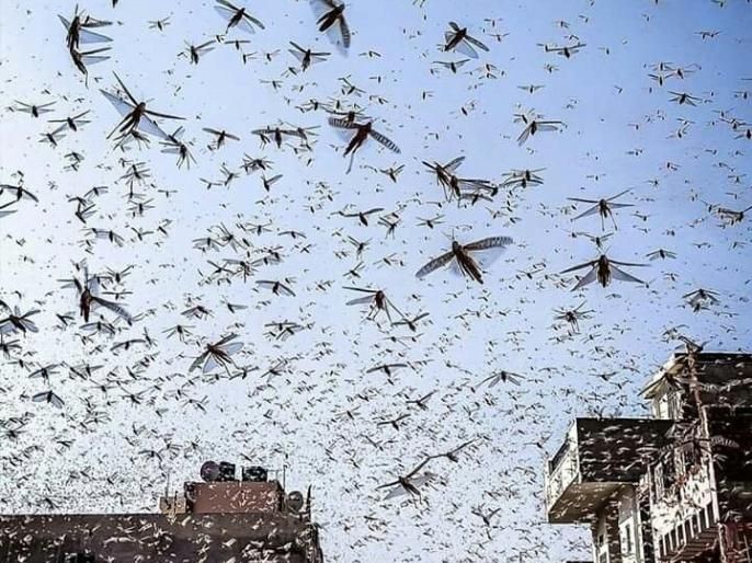 Locusts Attack northern region of Tanzania Africa damage crops india pakistan crisis will increase | Locusts Attack: आफ्रिकेवर कोरोनापाठोपाठ आणखी एक मोठं संकट, कीटकनाशक फवारण्यासाठी सरकारला तैनात कराव लागलं विमान
