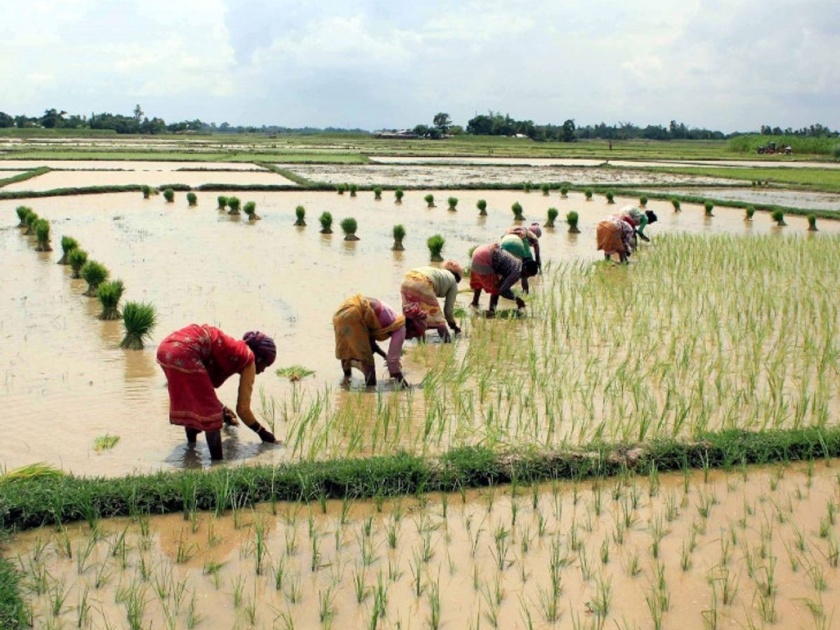 Why has the share of agriculture in the Indian economy declined | भारतीय अर्थव्यवस्थेतील शेतीचा टक्का का घसरला?